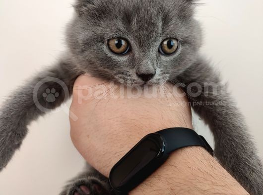 Scottish Fold Çok Sağlıklı 2.5 Aylık Yavru görsel