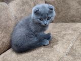 Scottish Fold Çok Sağlıklı 2.5 Aylık Yavru