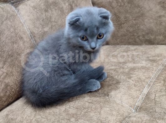 Scottish Fold Çok Sağlıklı 2.5 Aylık Yavru görsel