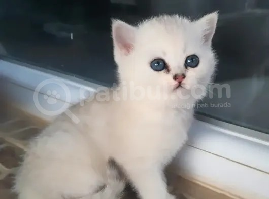 Safkan British Shorthair Yavrular görsel