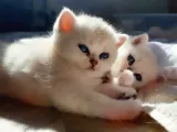 Safkan British Shorthair Yavrular