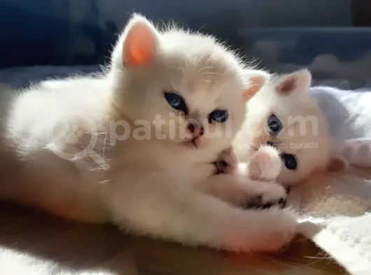 Safkan British Shorthair Yavrular