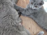 Scottish Fold Çok Sağlıklı 2.5 Aylık Yavru