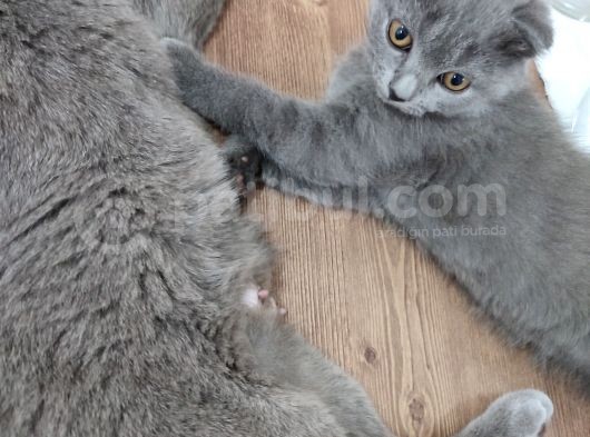 Scottish Fold Çok Sağlıklı 2.5 Aylık Yavru