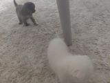 Scottish Fold Dişi Erkek Yavru Kediler