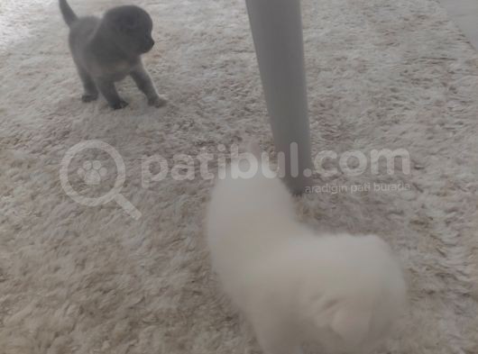 Scottish Fold Dişi Erkek Yavru Kediler görsel