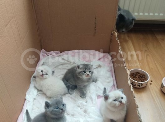 Yavrucuklar 