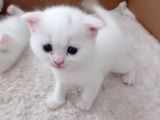 Scottish Fold Dişi Erkek Yavru Kediler