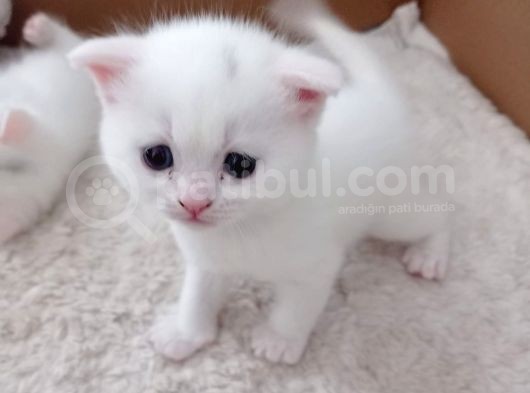 Scottish Fold Dişi Erkek Yavru Kediler görsel