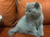 British Shorthair Sahiplendirilecek Detaylı Görüsülür