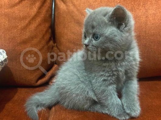 British Shorthair Sahiplendirilecek Detaylı Görüsülür görsel