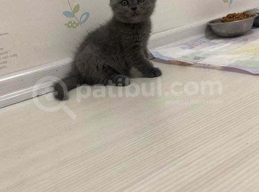 British Shorthair Sahiplendirilecek Detaylı Görüsülür görsel