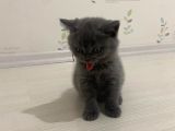 British Shorthair Sahiplendirilecek Detaylı Görüsülür