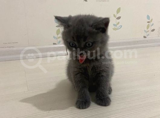 British Shorthair Sahiplendirilecek Detaylı Görüsülür görsel