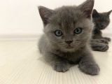 British Shorthair Sahiplendirilecek Detaylı Görüsülür