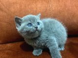 British Shorthair Sahiplendirilecek Detaylı Görüsülür