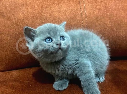 British Shorthair Sahiplendirilecek Detaylı Görüsülür görsel