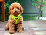 Red Toy Poodle Yavrularımız