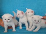 Scottish Fold Dişi Erkek Yavru Kediler