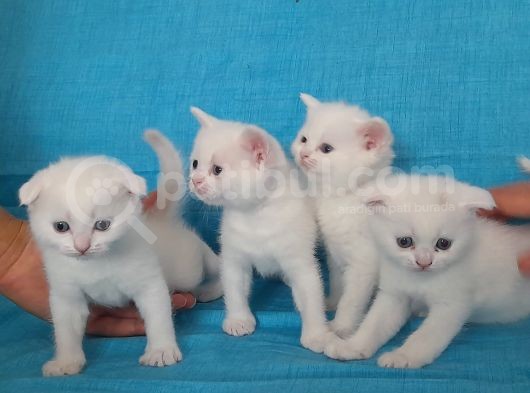 Scottish Fold Dişi Erkek Yavru Kediler