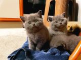 British Shorthair Yavruları