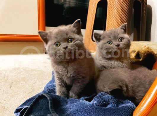 British Shorthair Yavruları