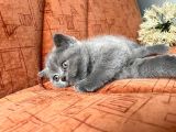 British Shorthair Yavruları