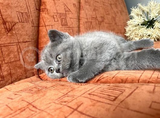 British Shorthair Yavruları görsel