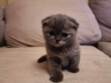 Scottish Fold 1,5 2 Aylik Yavru