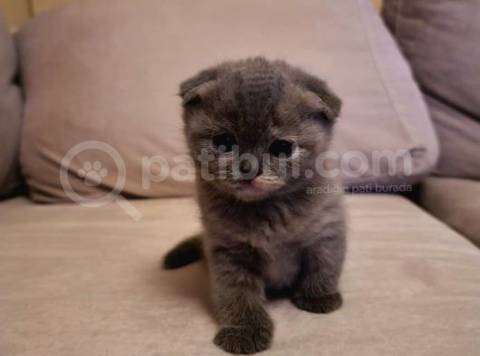 Scottish Fold 1,5 2 Aylik Yavru