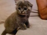 Scottish Fold 1,5 2 Aylik Yavru