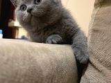 British Shorthair Yavruları