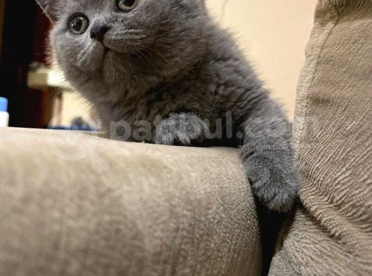 British Shorthair Yavruları görsel