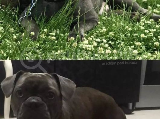 French Bulldog
