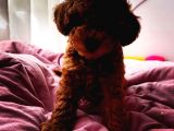 Toy Poodle 10 Haftalık Erkek Red Brown