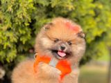Safkan Teddy Bear Yavrularımız