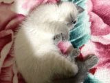 British Blue Point