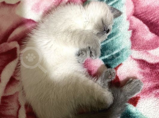 British Blue Point görsel