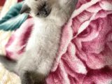 British Blue Point