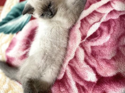 British Blue Point görsel