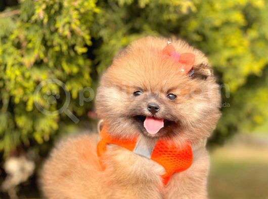 Safkan Teddy Bear Yavrularımız görsel
