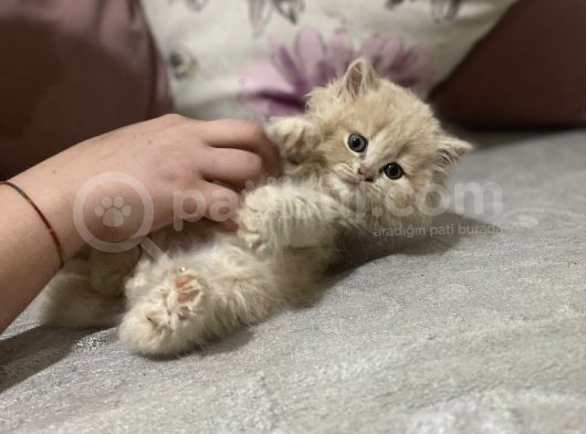 Ev Ortamında Yetişen Safkan Yavrular görsel