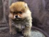 Ayı Surat Oyuncak Gibi Pomeranian Boo