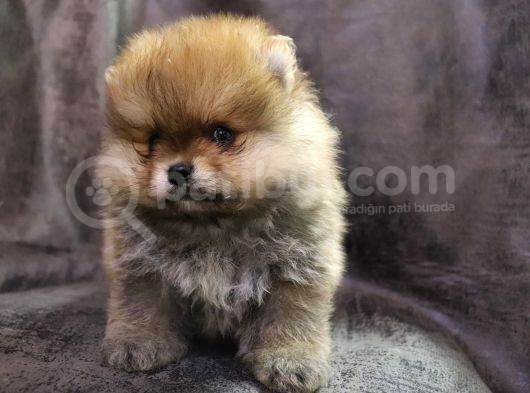 Ayı Surat Oyuncak Gibi Pomeranian Boo görsel