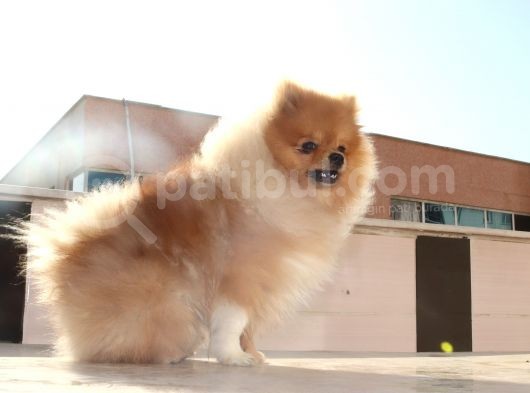 Ayı Surat Oyuncak Gibi Pomerian Boo görsel
