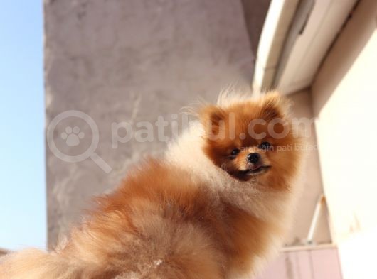 Ayı Surat Oyuncak Gibi Pomerian Boo görsel