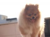 Ayı Surat Oyuncak Gibi Pomerian Boo