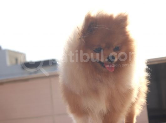 Ayı Surat Oyuncak Gibi Pomerian Boo