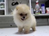 Ayı Surat Oyuncak Gibi Pomerian Boo