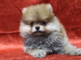 Ayı Surat Oyuncak Gibi Pomeranian Boo